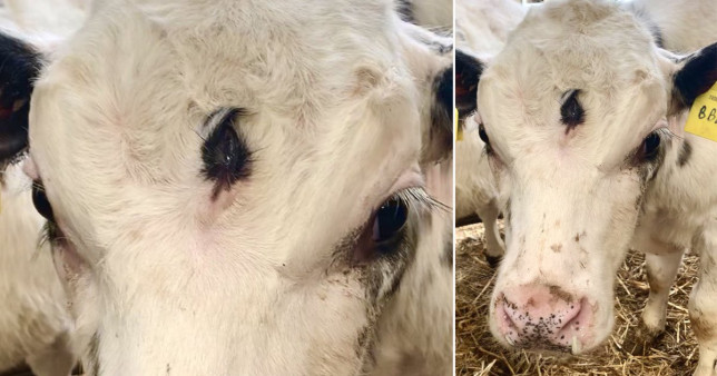“Extremadamente rara”: Una vaca nació con un tercer ojo en la frente (FOTOS)