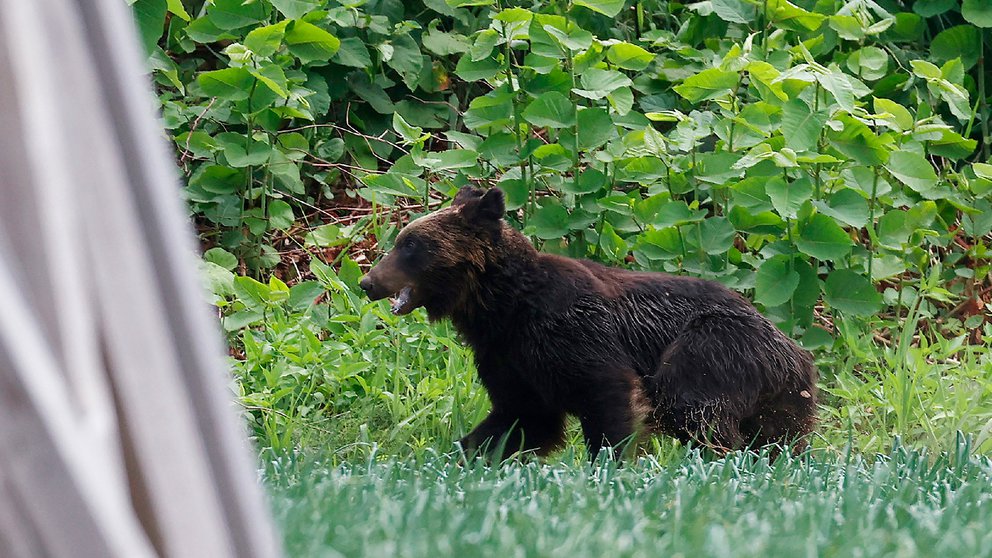 Pánico en Japón por un oso suelto que atacó a cuatro personas (VIDEOS)