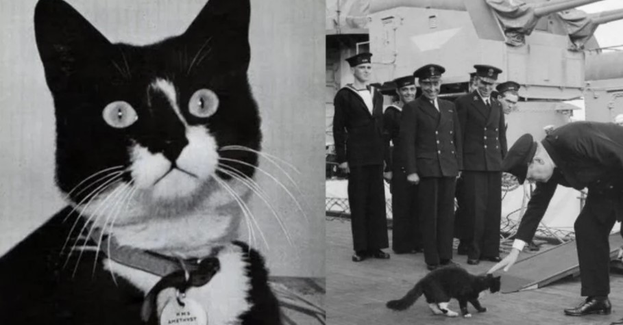 El gato maldito de la II Guerra Mundial: Cada barco en el que estuvo terminó en el fondo del mar