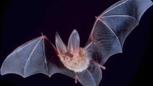 Los murciélagos de Suiza albergan virus de 39 familias diferentes, algunos con el potencial de saltar a humanos