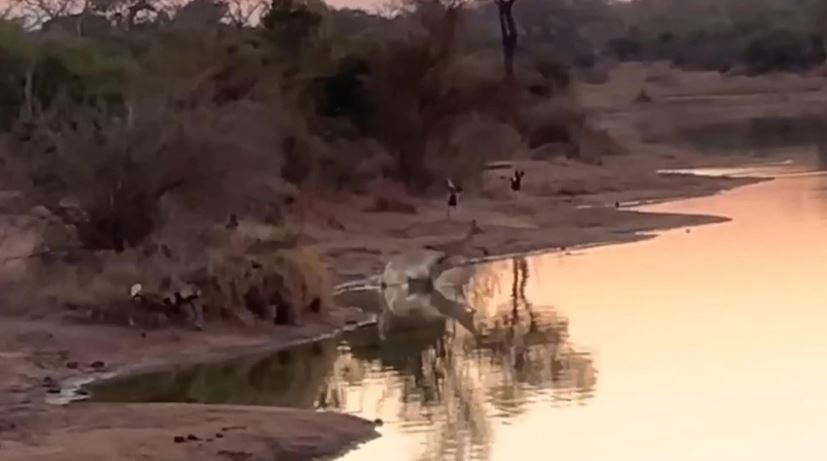 VIRAL: Antílope escapó de perros salvajes a través de una laguna llena de cocodrilos (Video)