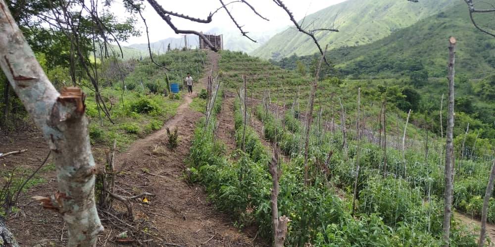 Productores de Aragua denuncian la invasión de tierras productivas por parte del régimen