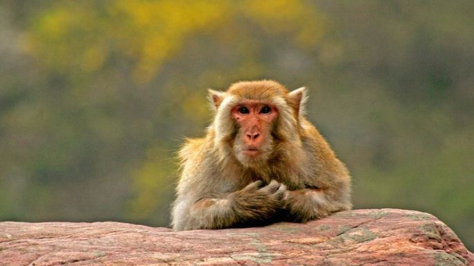 Un mono atormenta a una aldea india: Lo llevaron a 22 kilómetros pero regresó para vengarse