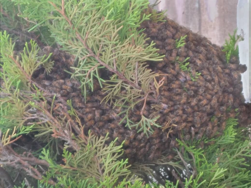 Vecinos en Puerto Ordaz llamaron a emergencia por ataques de abejas africanas y llegaron 24 horas más tarde