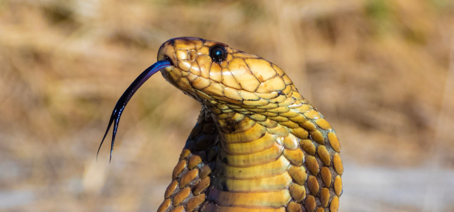 Condenado a doble cadena perpetua por matar a su esposa dormida con una cobra