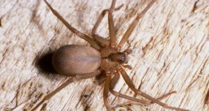 “Pensé que moriría”: Mujer sufrió mordida de una de las arañas más peligrosas de EEUU (Imagen sensible)