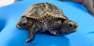 Fenómeno único en EEUU: La tortuga que nació con dos cabezas y seis patas sigue con vida