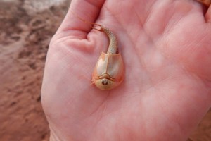 ¡Espeluznante! Descubrieron cientos de “camarones dinosaurio” de tres ojos en Arizona
