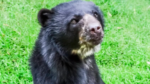 Reproducción del oso Frontino Kika en Mérida, no se logró finalizar con éxito