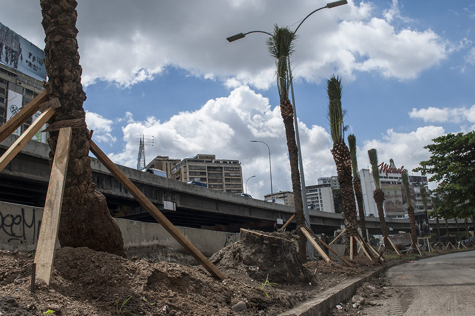 Ministerios y otras autoridades guardan silencio ante tala de árboles en Caracas (Fotos)