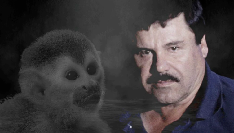 La historia de “Botas”, el mono de “El Chapo” Guzmán que fue pieza clave para su captura