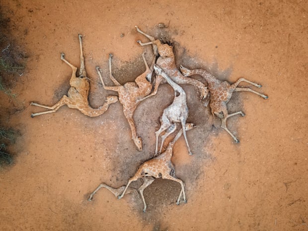 Las desgarradoras imágenes de jirafas muertas en Kenia ilustran el horror de la sequía