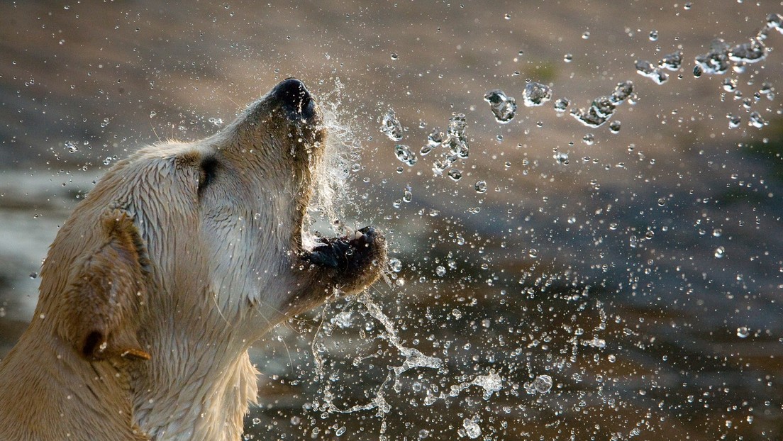 Dramático VIDEO en TikTok advierte sobre un enorme peligro para los perros amantes de la “natación”