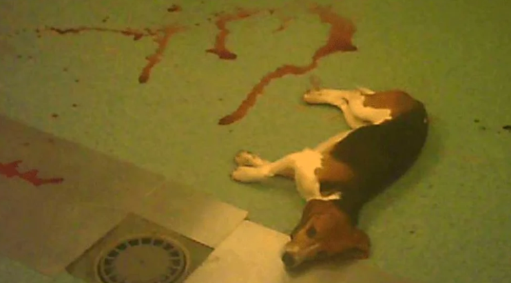 Un laboratorio cuestionado y 32 cachorros beagles: el caso de maltrato animal que tiene en vilo a España