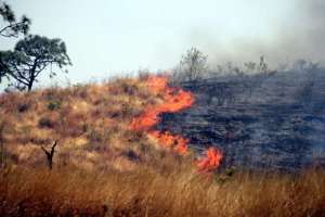 Ambientalistas guariqueños en alerta por continuos incendios forestales