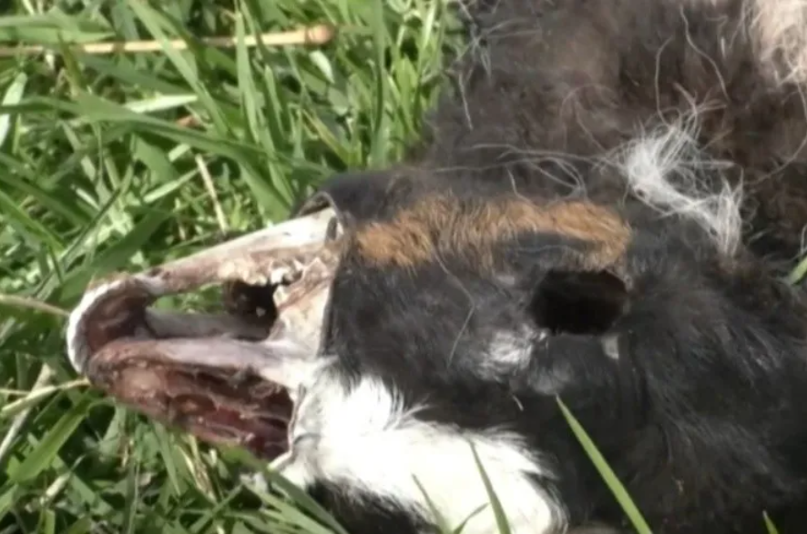 ¿Volvió el chupacabras? Aparecen animales mutilados en varias zonas de Argentina (FOTOS)