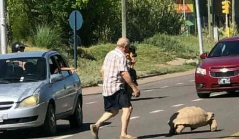 VIRAL: Captan una enorme tortuga de 65 kilos caminando por las calles de un centro turístico de Argentina (Fotos)