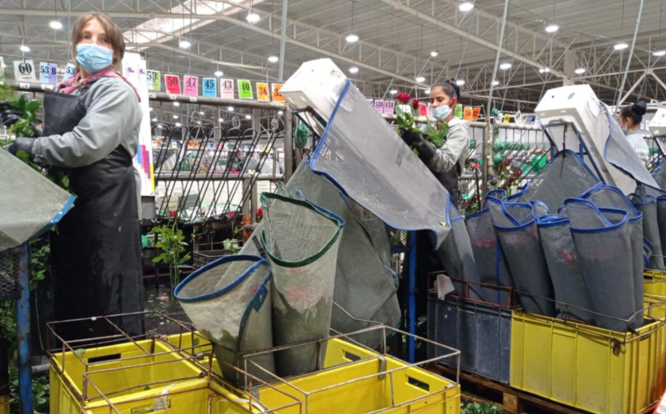 Migrantes venezolanos consiguen trabajo en Colombia gracias a fiesta de San Valentín