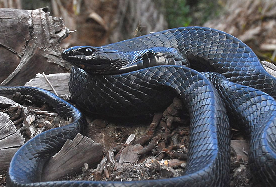 “Un monstruo”: Descubrimiento de gigantesca serpiente asombra en Georgia