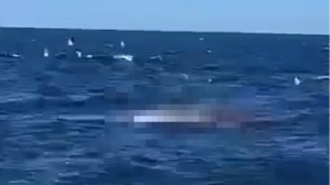 Registran primer ataque fatal de un tiburón en una playa de Sidney en más de medio siglo