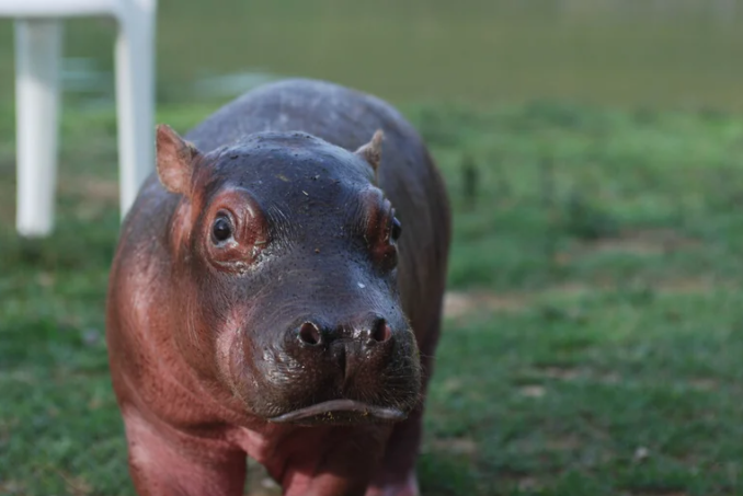 Familia adoptó un hipopótamo como mascota y tiene alertados a los vecinos en Colombia