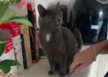 El VIDEO que arrasa en TikTok: un gato llora mientras su dueño corta cebolla (VIRAL)