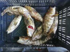 Vienen del mar, pero sus precios van al cielo: en riesgo el tradicional pescado para Semana Santa