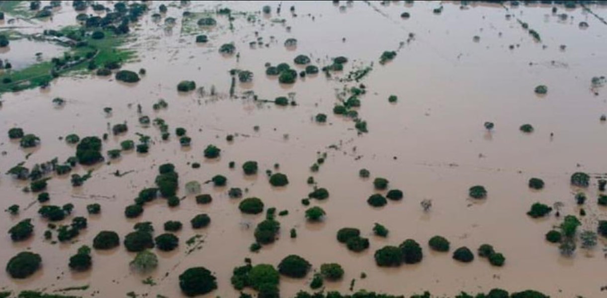 Agrónomos alertaron que se perdió el 20 % del cultivo de maíz por lluvias en Venezuela