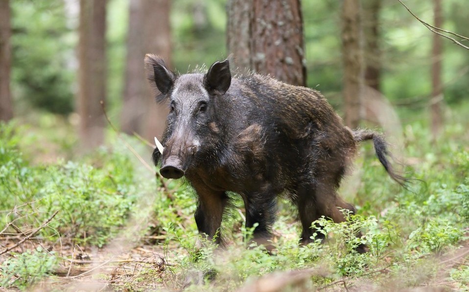 Zoológico alemán cambió el nombre de un jabalí que antes se llamaba “Putin”