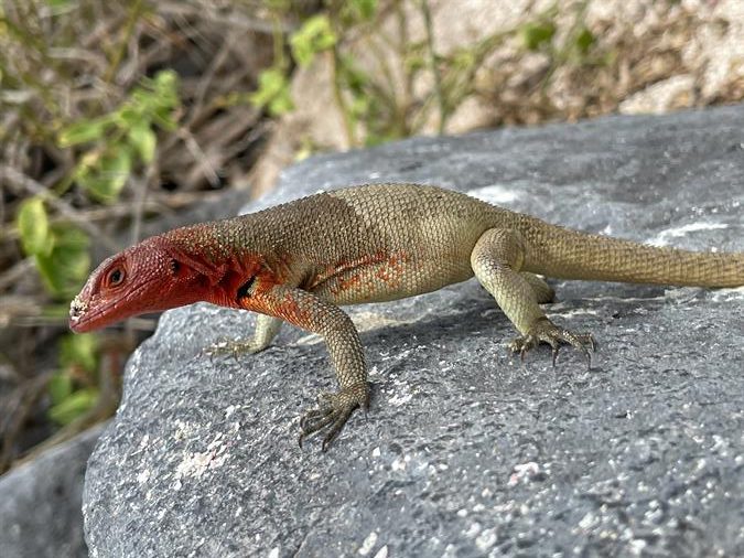 Reptiles pequeños amenazados por la urbanización y minería en América Latina