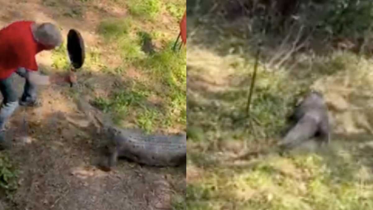 Dueño de bar de Australia se defendió del ataque de un cocodrilo con un sartén (Video)