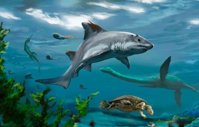 Colombia descubrió especie de tiburón de “dientes planos” extinta hace millones de años