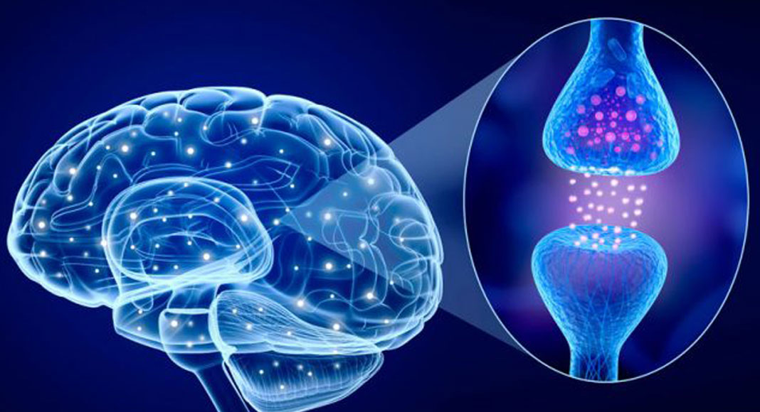 Un neurotransmisor asocia los recuerdos a emociones buenas o malas
