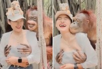 VIRAL: Orangután juguetón manoseó los senos de una mujer mientras le caía a besos (VIDEO)