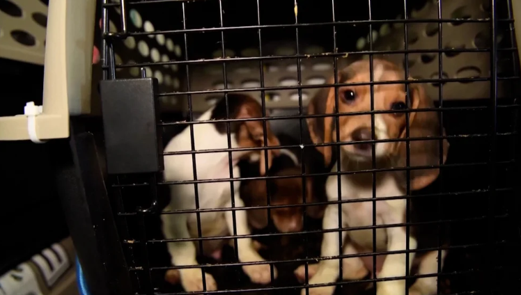 Más de 300 beagles iban a ser usados en fatales experimentos… ¿los rescataron?