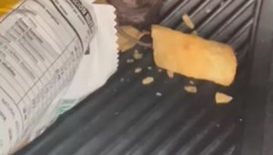 ¡Repulsivo! Mujer encontró ratón muerto en paquete de papas fritas (VIDEO)