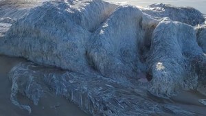 Misterio en las costas de Oregón por extraña criatura marina que emergió de las profundidades
