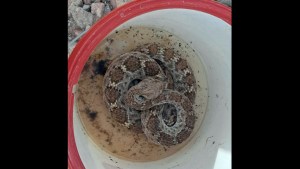 Rareza en Arizona: Serpiente de cascabel sobrevivió dos años en un espacio sellado, sin agua ni comida