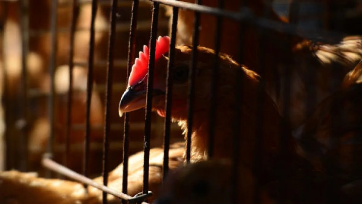 El peligroso motivo por el que sacrificaron millones de pollos en EEUU
