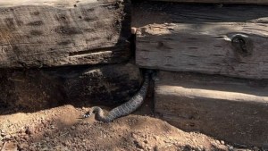 VIRAL: Serpiente de cascabel en Arizona comió tanto que luego no entraba en su cueva