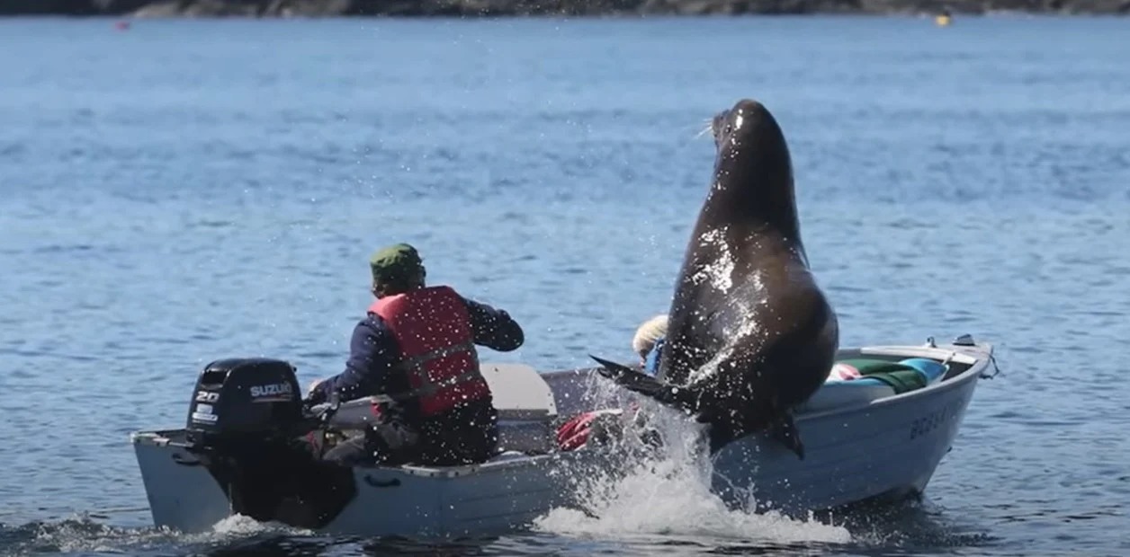 “Aterrador”: Navegaba junto a su esposa y una enorme criatura se metió en el bote (VIDEO)