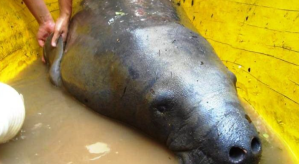 Preocupación en Delta Amacuro por la caza ilegal de manatíes