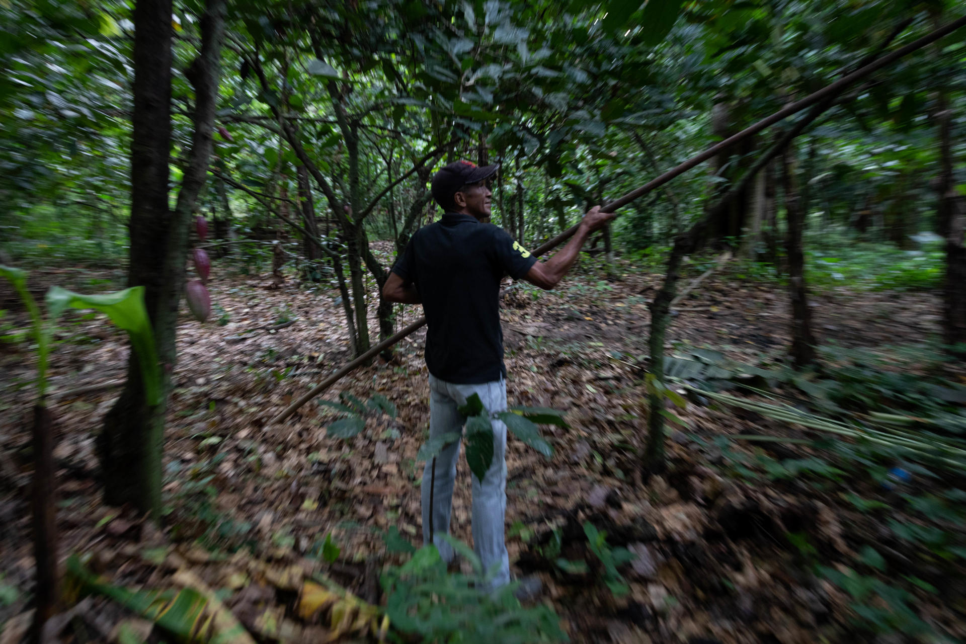 Conquistar el mundo con cacao venezolano: la increíble historia de Vigmeri Estrada (Fotos)