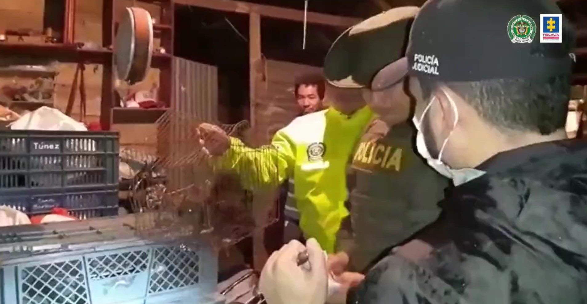 Detenidas diez personas por traficar con jaguar y animales salvajes en Colombia (Video)