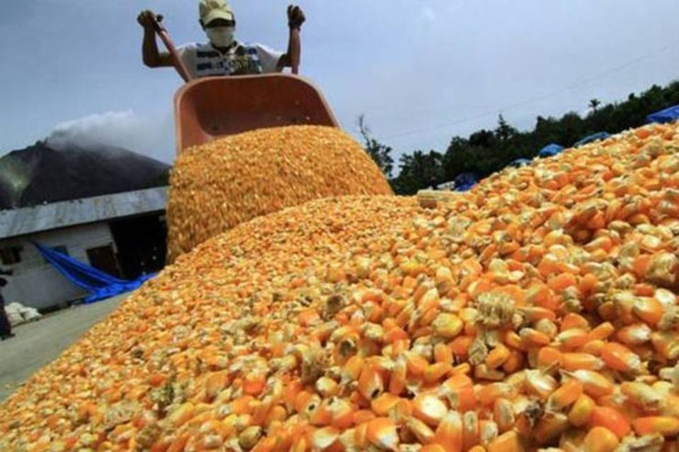 Producción agropecuaria en Guárico, marcada por falta de financiamiento y poca disponibilidad de insumos