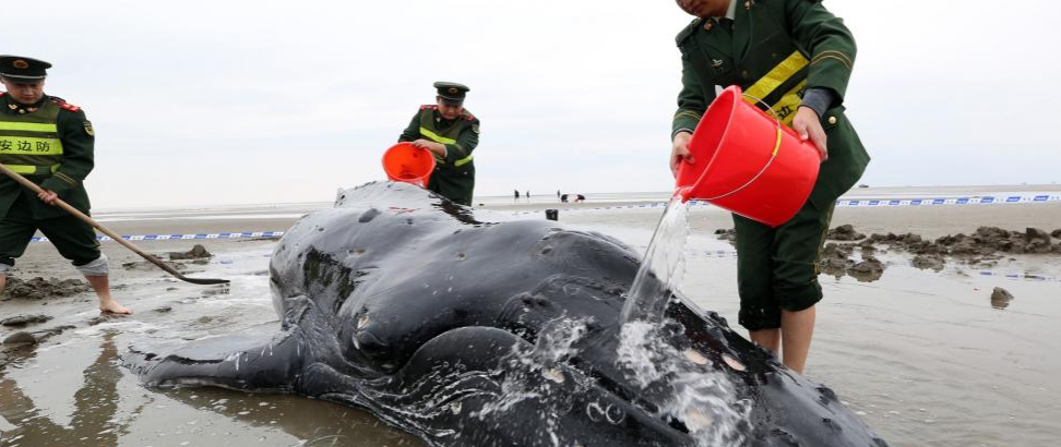 Muere una ballena varada en la bahía de la ciudad japonesa de Osaka