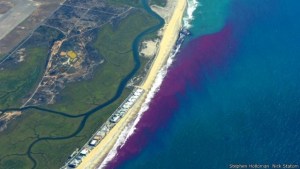 Aguas rosas: Por qué cambia de color el mar en una zona de California