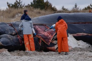 El impactante hallazgo dentro del estómago de una ballena muerta en Hawái