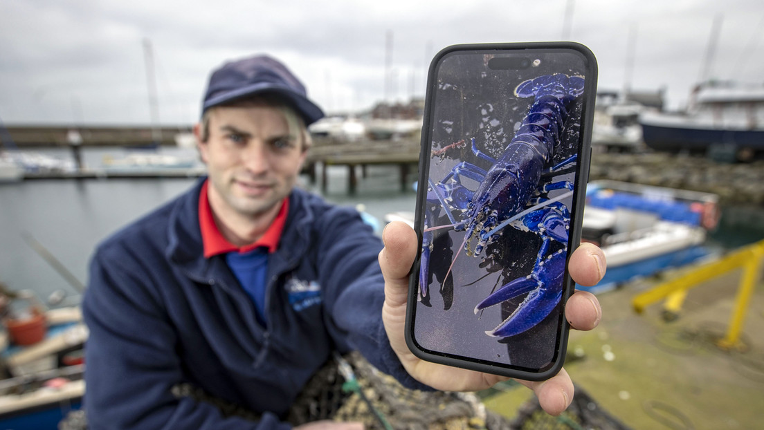 “Una entre dos millones”: pescador capturó una inusual langosta azul (Video)