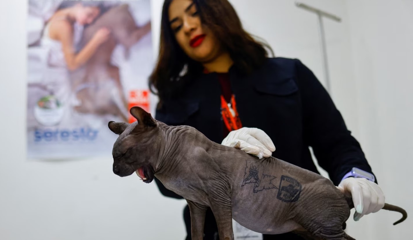 Un gato tatuado por organización criminal en México está ahora en adopción (Video)